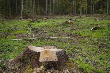 Предпринимателя из Ивацевичского района оштрафовали на Br2,7 тыс. за незаконную вырубку деревьев
