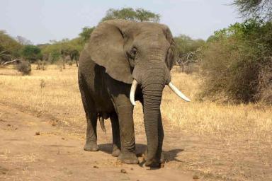 Турист отдыхал в неположенном месте, столкнулся со слоном и умер