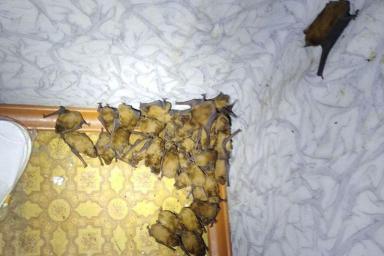 Жуткое зрелище: в Киеве в квартиру залетели 120 летучих мышей