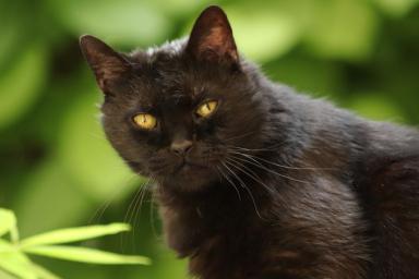 Тест: Выберите чёрного кота и узнайте, от чего он вас предостерегает