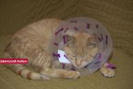 Опаленные усы и отрезанная лапа. Под Минском спасли кота, над которым издевались живодеры