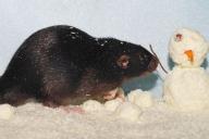 Год Белой Крысы: к чему готовиться всем знакам зодиака и что ждет их в 2020