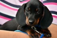 Внешность обманчива: самые агрессивные породы собак 