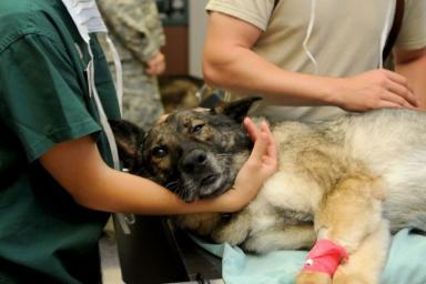 ветеринары лечат собаку