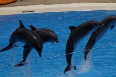 Взбесившиеся дельфины попытались утопить и искусали десятилетнего ребенка