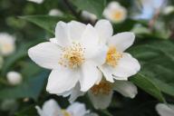 цветы, жасмин 