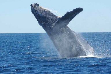 Впервые в истории биологи измерили пульс синего кита