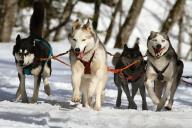 собаки, лайки, хаски, зима, упряжка 