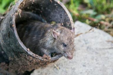 Жители Эстонии остались без лекарств из-за крыс