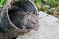 Жители Эстонии остались без лекарств из-за крыс