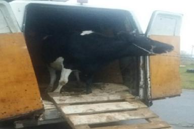 В Рогачёвском районе задержали машину с украденными коровами