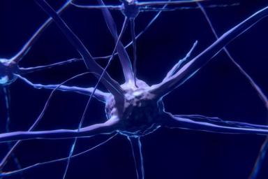 нервные клетки, нейроны