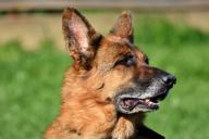 Военного кинолога загрызли его же овчарки