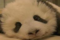 Милые кадры: икающий детеныш панды стал «звездой» соцсетей
