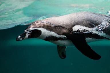 Ученые нашли самого огромного окаменелого пингвина 