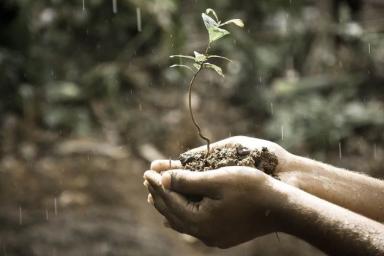 руки, почва, растение