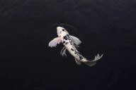 рыба в воде