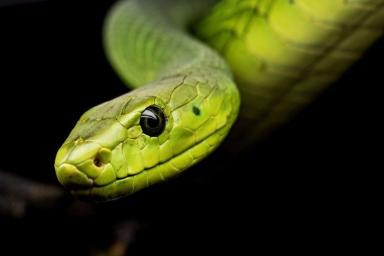 Ученые нашли описанного в Библии древнего змея с ногами 