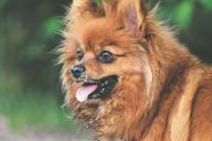 собака, померанский шпиц