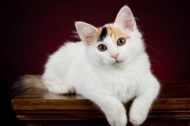 кошка, турецкий ван 