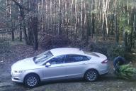 В Светлогорском районе мужчина срубил маленькую сосну и получил большой штраф