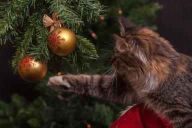 Как белорусы будут отдыхать на Новый год и Рождество: окончательный график выходных
