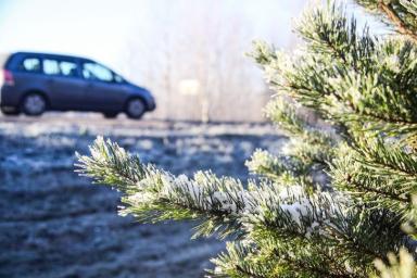 Более 300 контрольных постов выставят на дорогах Беларуси для пресечения незаконной вырубки елок