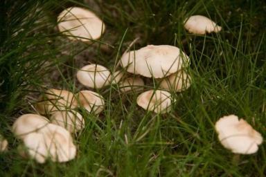 Норма радиационного загрязнения превышена в 36 раз: в Калинковичском районе растут опасные грибы 
