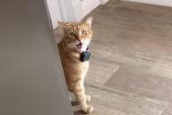 Ну, привет! Говорящий с акцентом кот Гамбино взорвал соцсети