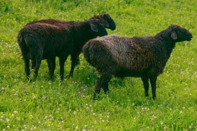 В Лидском районе мужчина украл двух овечек и съел их