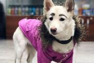 Собака из Братска стала звездой популярного ток-шоу 