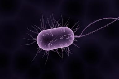 бактерия, одноклеточное