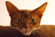 абиссинская кошка 