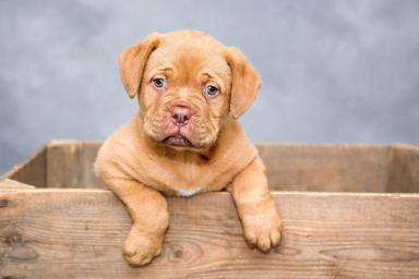 Британская собака установила рекорд по количеству рожденных щенков