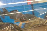 Минсельхозпрод: качество рыбы в Беларуси контролируется в соответствии с нормами ЕАЭС