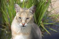 камышовый кот, природа 