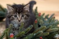 Новый год, котенок 