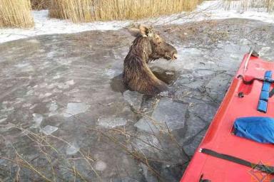 В Городокском районе лось провалился под лёд: спасатели пришли на помощь