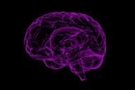 головной мозг