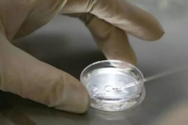 В Китае обнаружен неизвестный эмбрион возрастом 609 миллионов лет