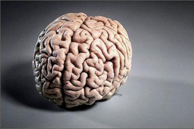Ученые обнаружили новую часть головного мозга