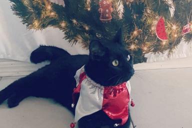 Придуман необычный способ спасти новогоднюю елку от котов