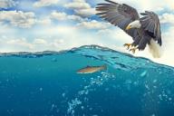 рыба и орлан