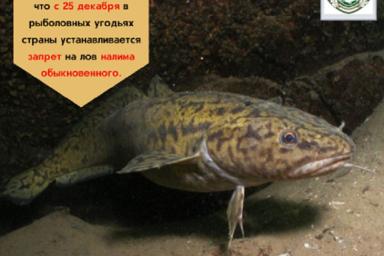 В Беларуси вводится запрет на ловлю налима