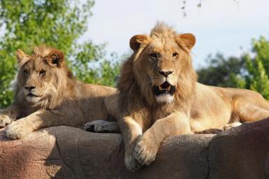 В Минский зоопарк приедут львы из Ташкента