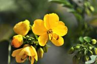 растение, цветок, сенна