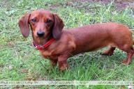 Житель Гродно украл чужую таксу потому, что «очень любит животных»