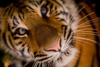 Что бывает, если повернуться к тигру спиной: страшные кадры из зоопарка