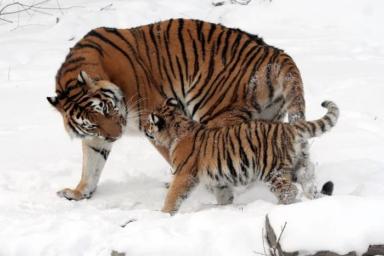 тигр и детёныш
