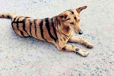 Мужчина покрасил свою собаку «под тигра» и объяснил зачем